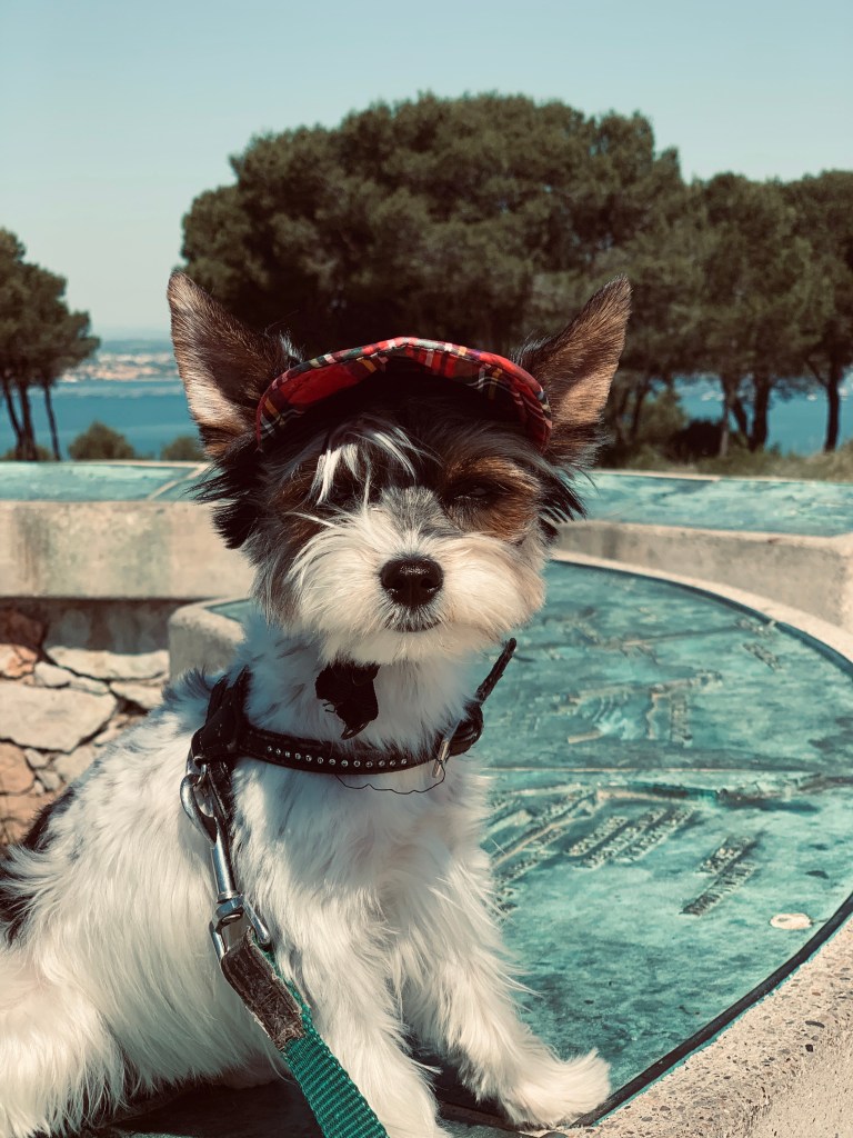 Ma douce nouvellement toilettée